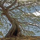 Seidenbaum im Park, Bengaluru, Indien