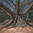 Seidenbaum in Benagaluru
