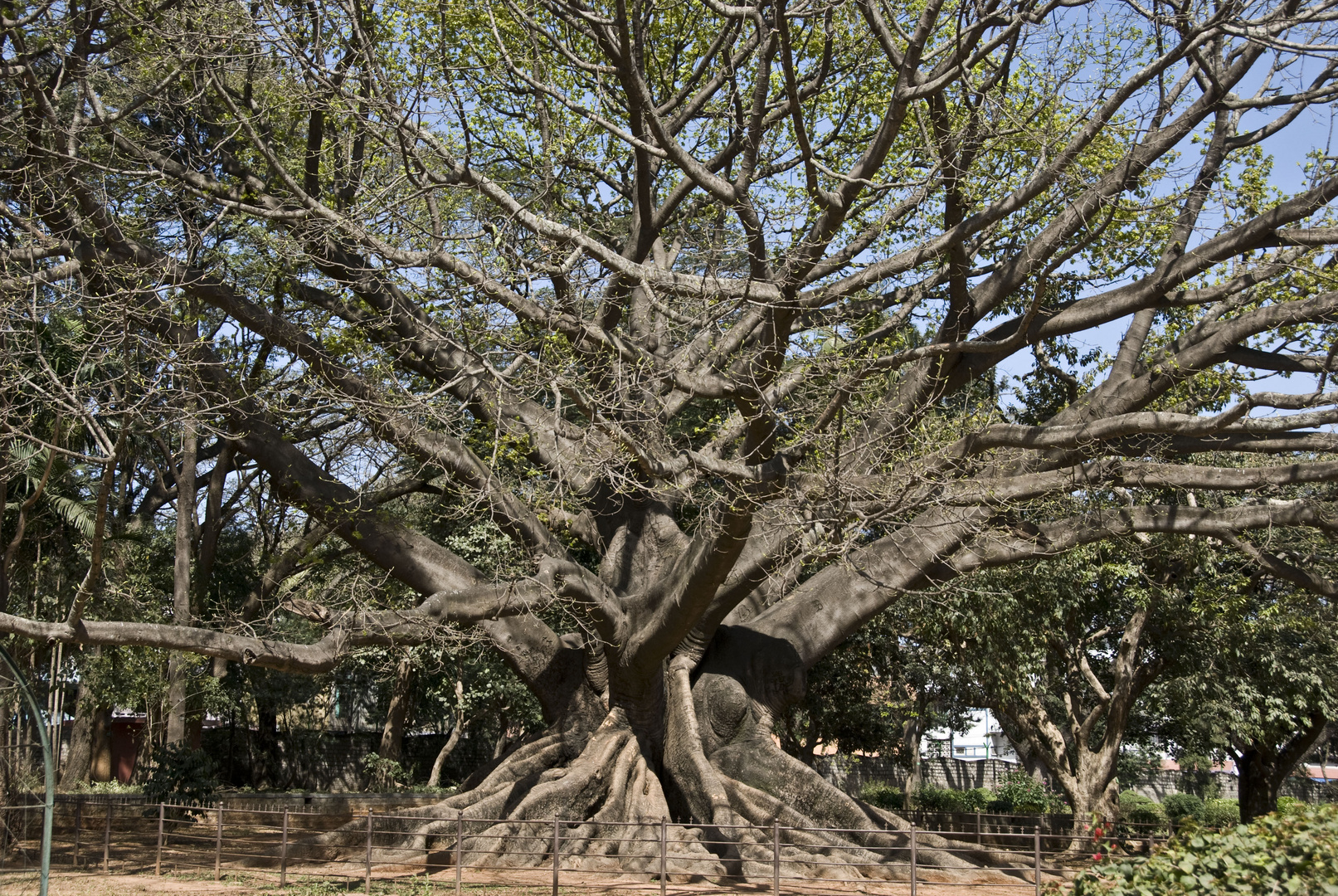 Seidenbaum in Indien