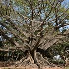 Seidenbaum in Indien