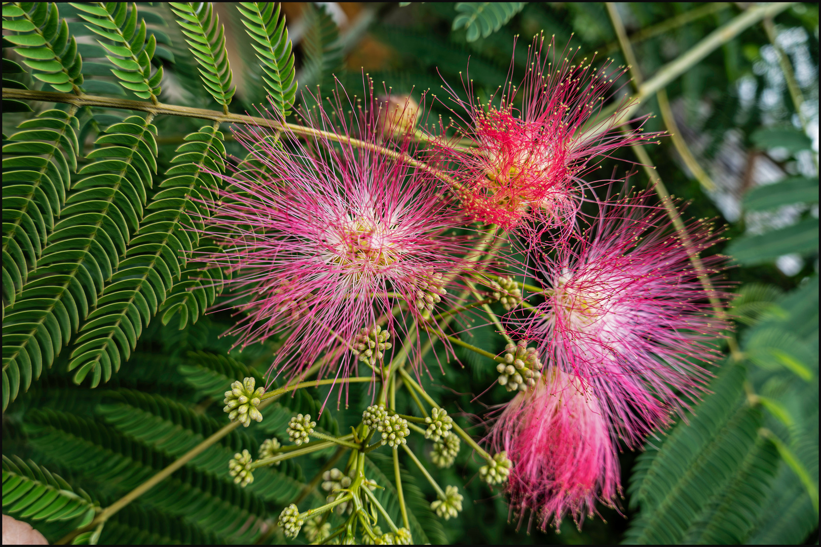 Seidenbaum 'Ombrella'