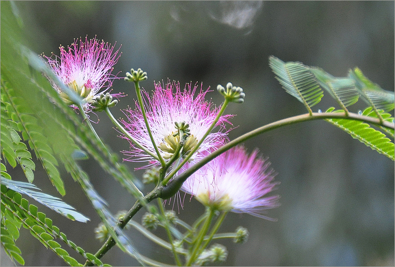 Seidenbaumblüten