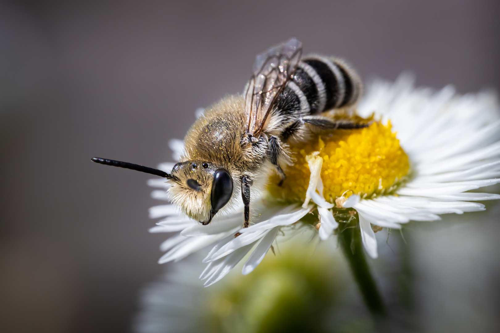 Seidenbiene - auf zur nächste Blüte