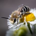 Seidenbiene - auf zur nächste Blüte