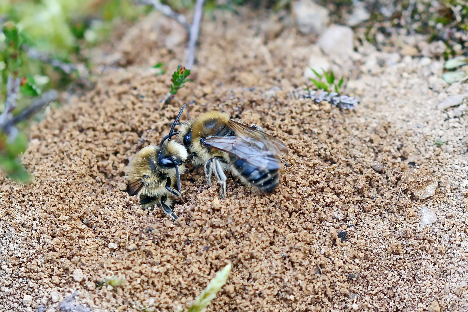 Seidenbiene, Colletes cunicularius