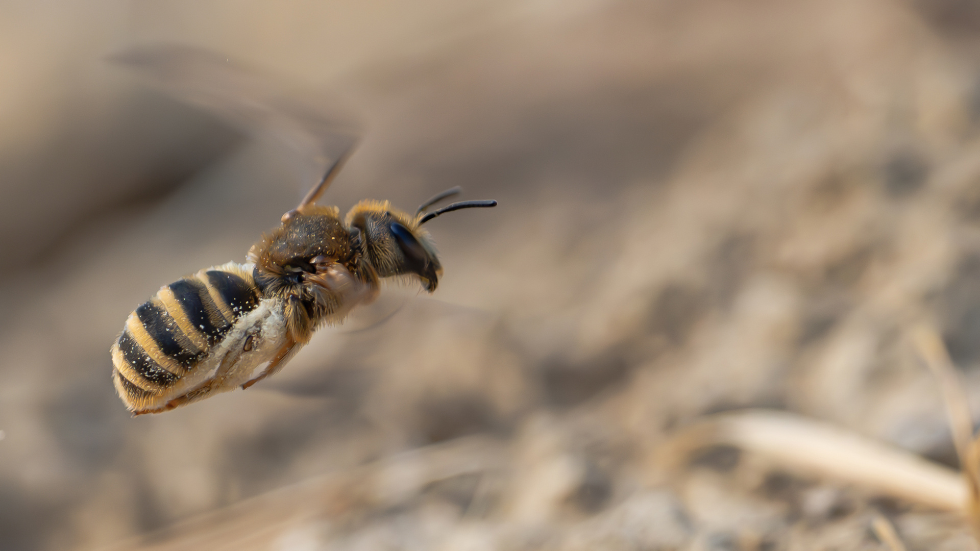 Seidenbiene (Colletes similis)