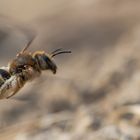 Seidenbiene (Colletes similis)