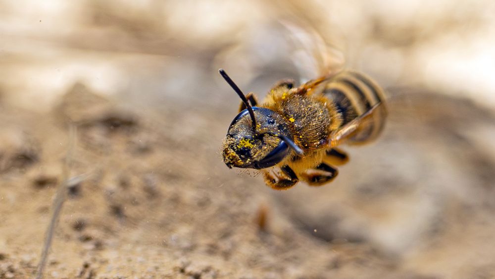 Seidenbiene (Colletes similis)