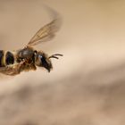 Seidenbiene (Colletes similis)