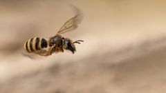 Seidenbiene (Colletes similis)