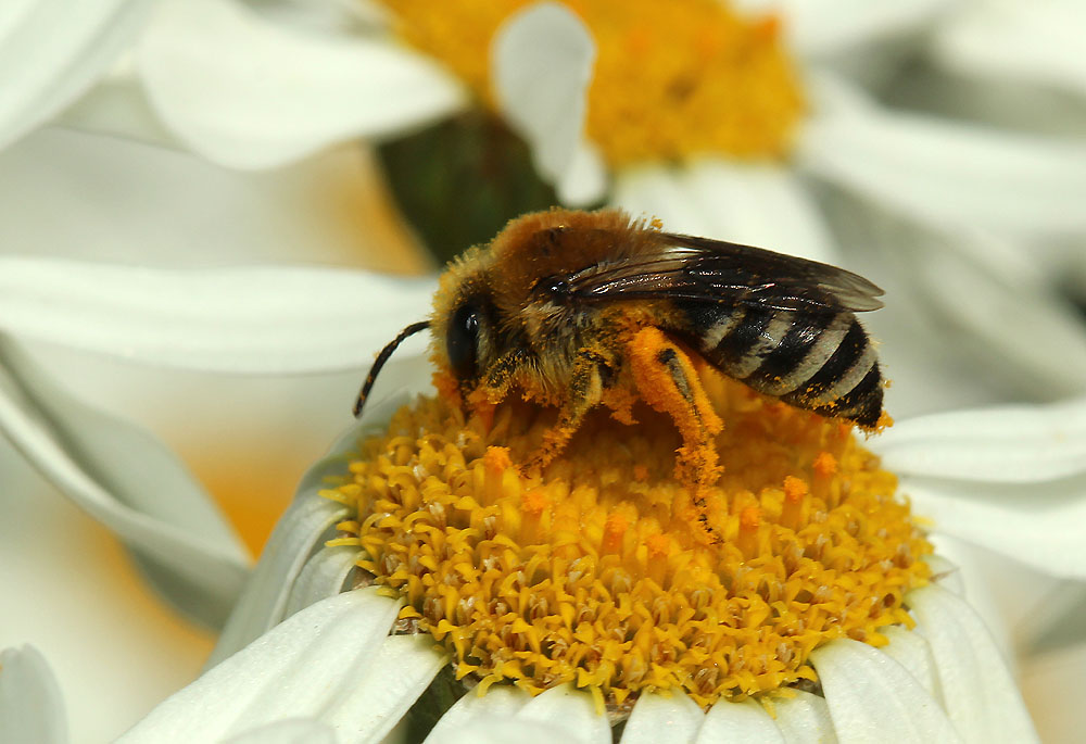 Seidenbiene (Colletis similis, Weibchen)