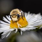 Seidenbiene knabbert an Blütenblättern