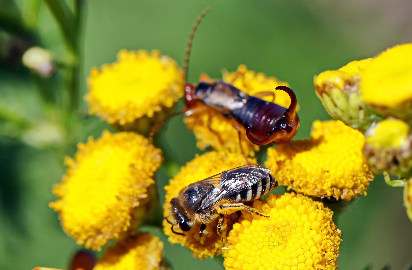 Seidenbiene und Ohrwurm