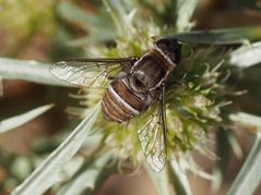 "Seidenbienen-Schweber"