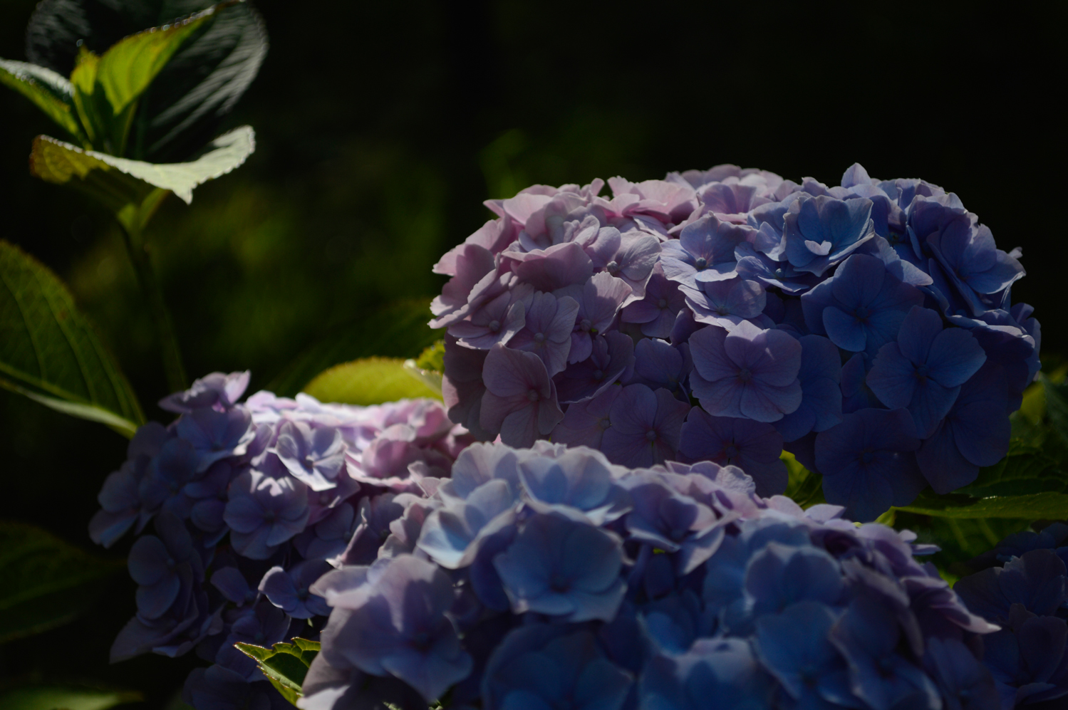 Seidenblüten