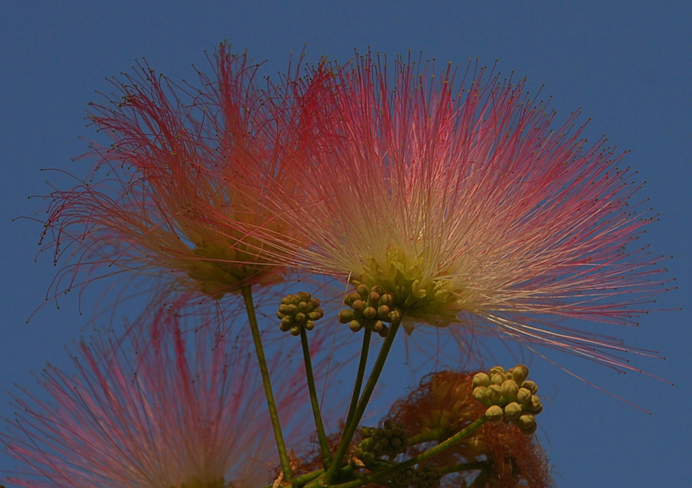 Seidenblume # Flor de seda