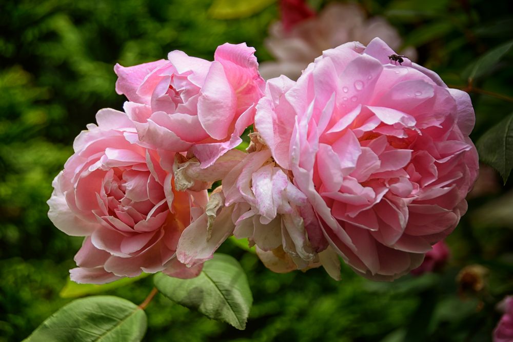 Seidenchiffon in Rosa