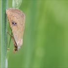 Seideneulchen (Rivula sericealis)