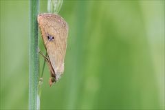 Seideneulchen (Rivula sericealis)