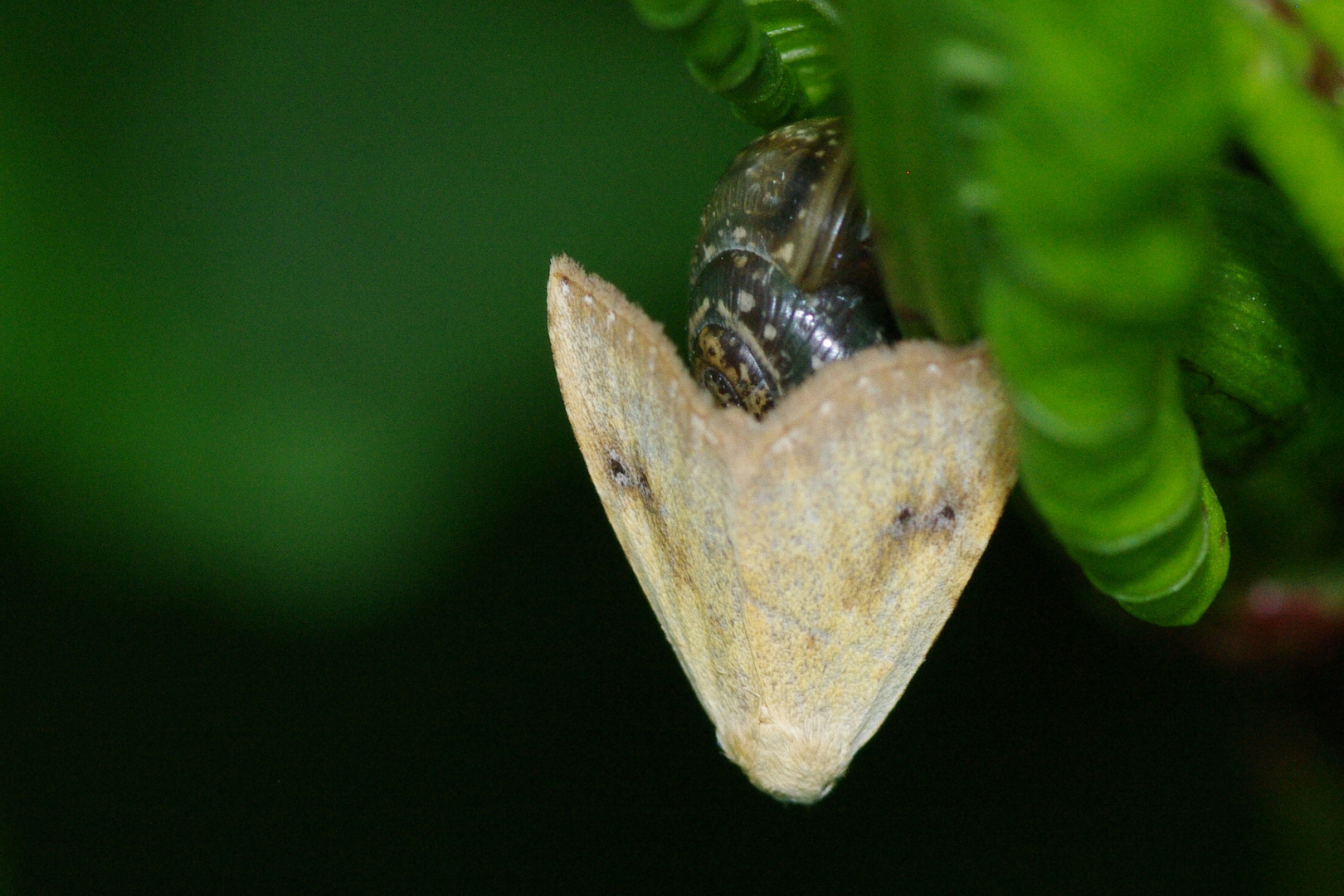 Seideneulchen ( Rivula sericealis) am Schneckenhaus.