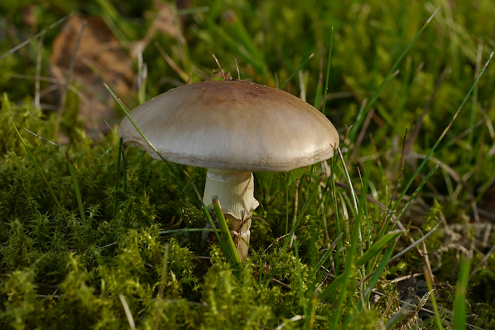 Seidenglanz im Abendlicht