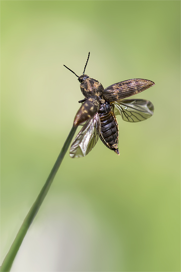 Seidenhaariger Schnellkäfer