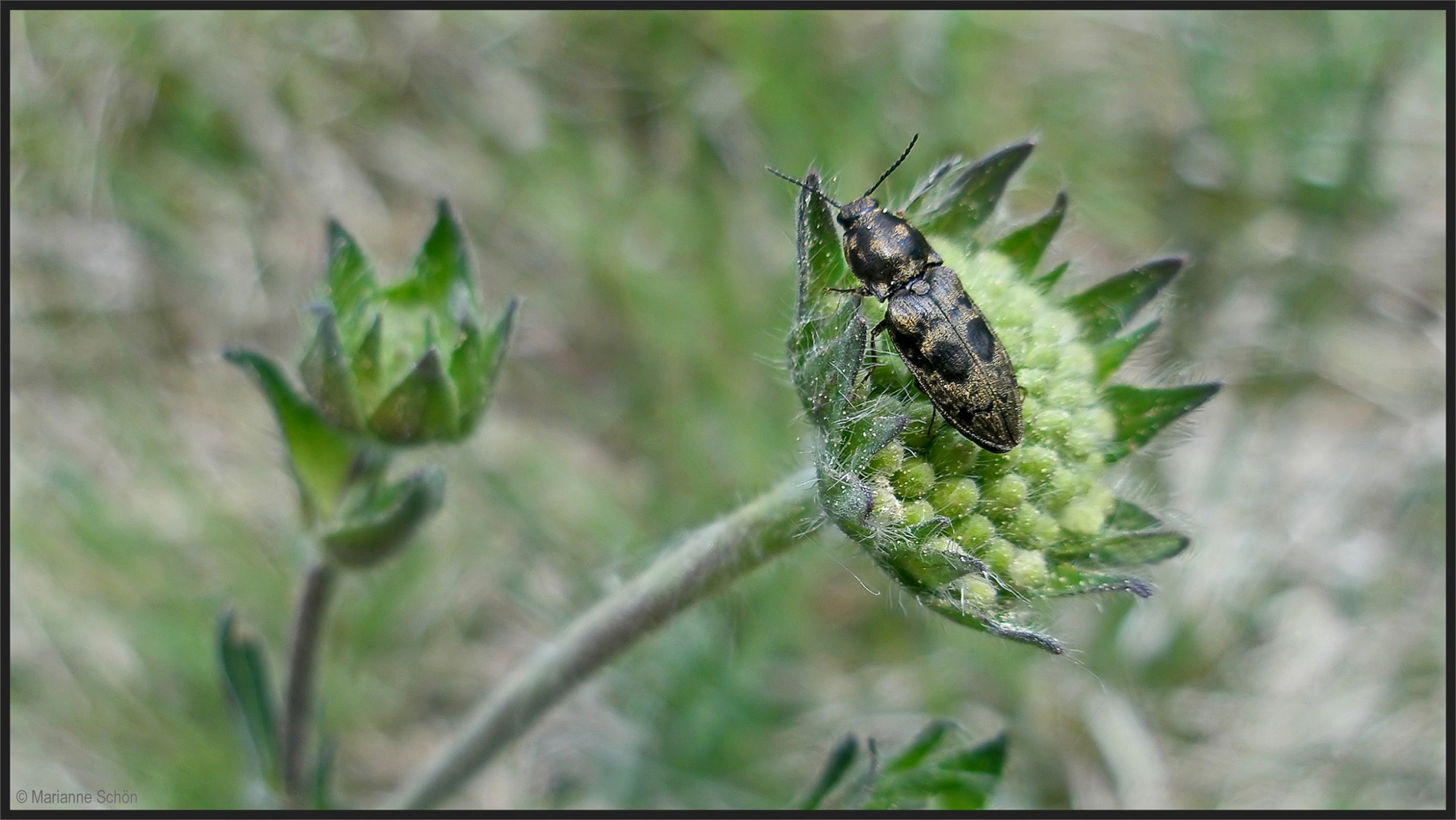 *Seidenhaariger Schnellkäfer...Prosternum tesselatum* 