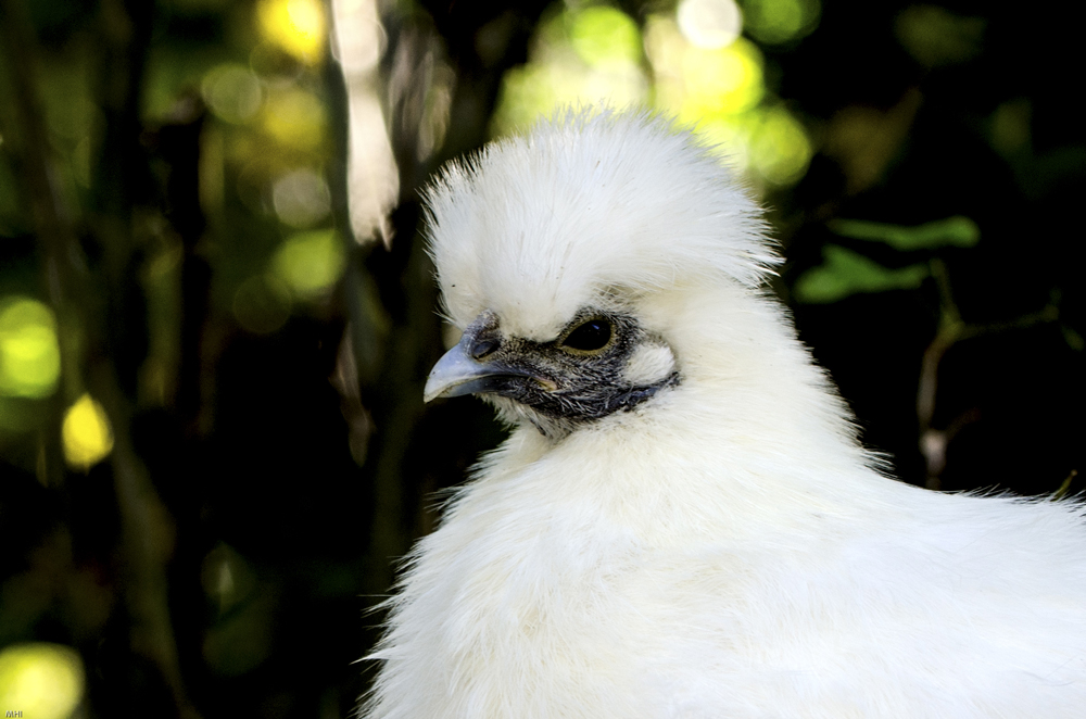 Seidenhuhn