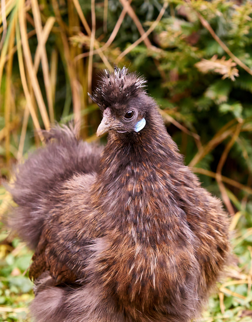 Seidenhuhn Agnes