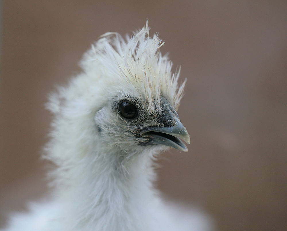 seidenhuhn