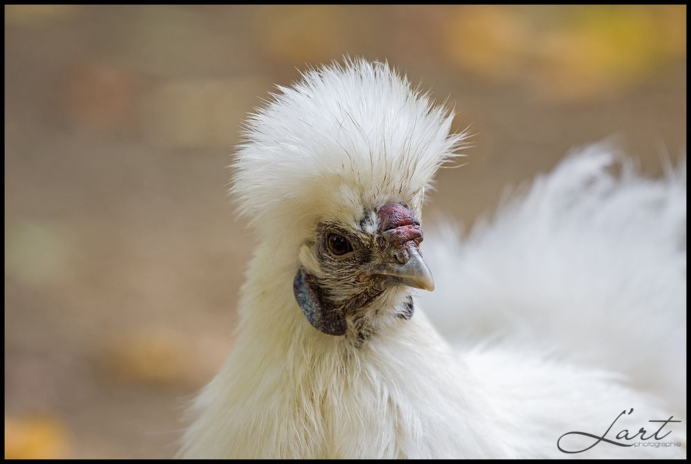 Seidenhuhn