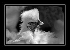 Seidenhuhn im Gegenlicht