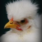 Seidenhuhn-Portrait