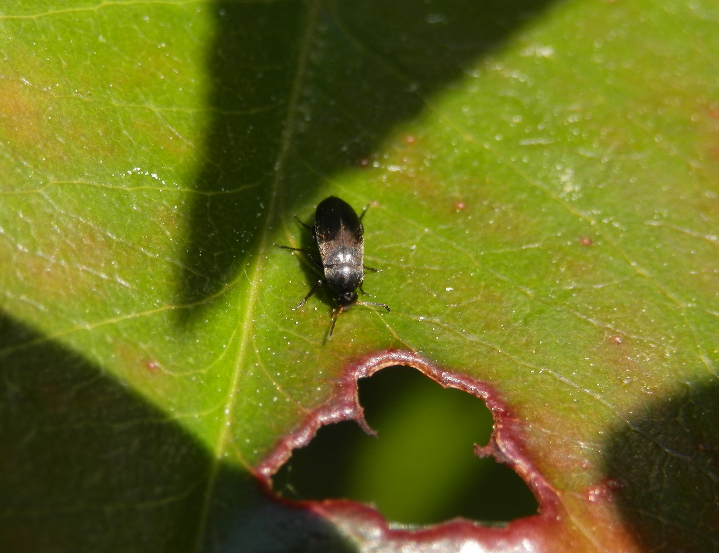 Seidenkäfer - Der Gemeine Scheinstachelkäfer (Anaspis frontalis)