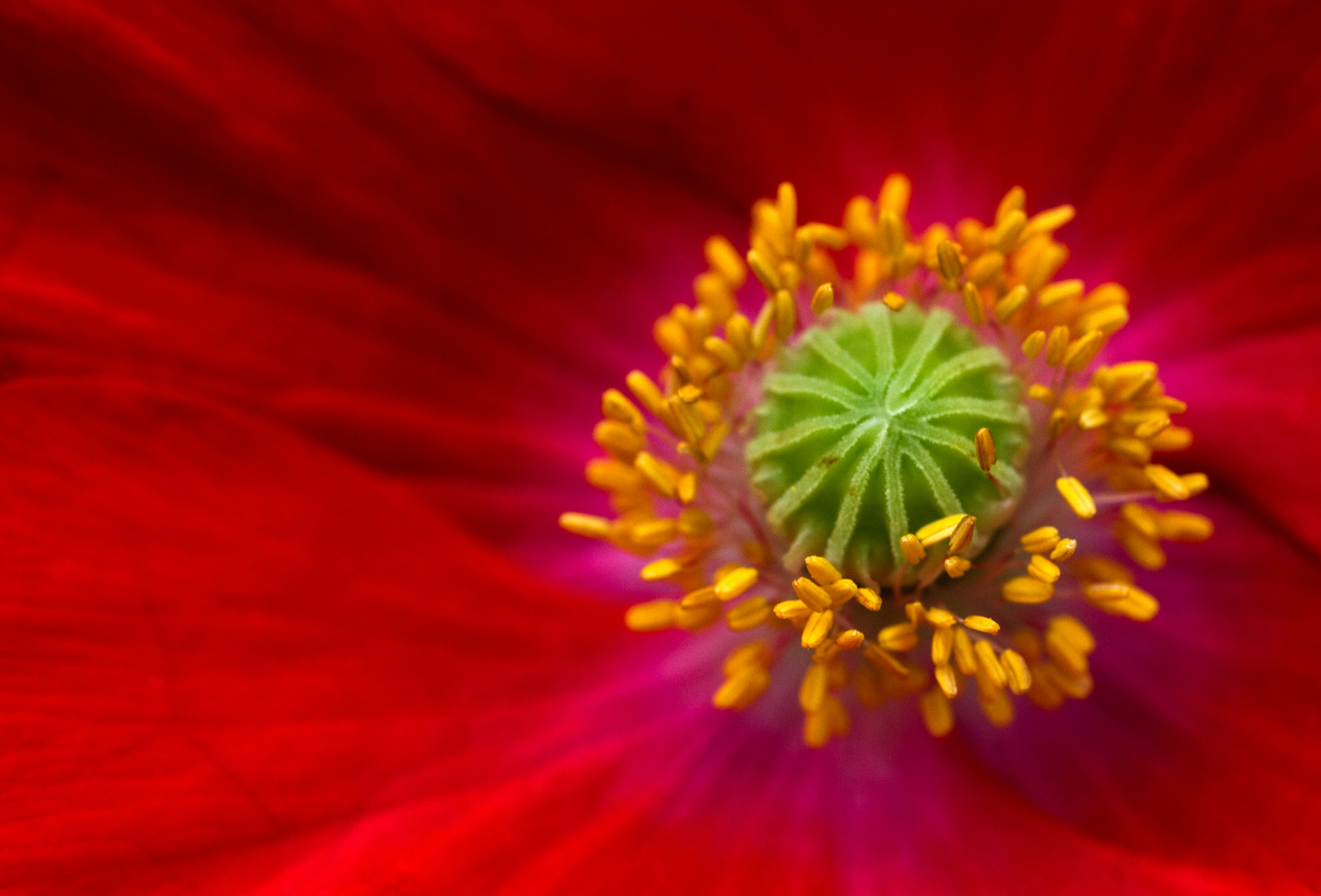 Seidenmohn