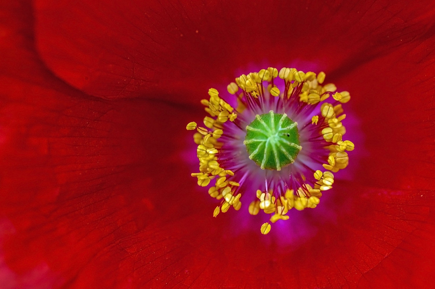 Seidenmohn