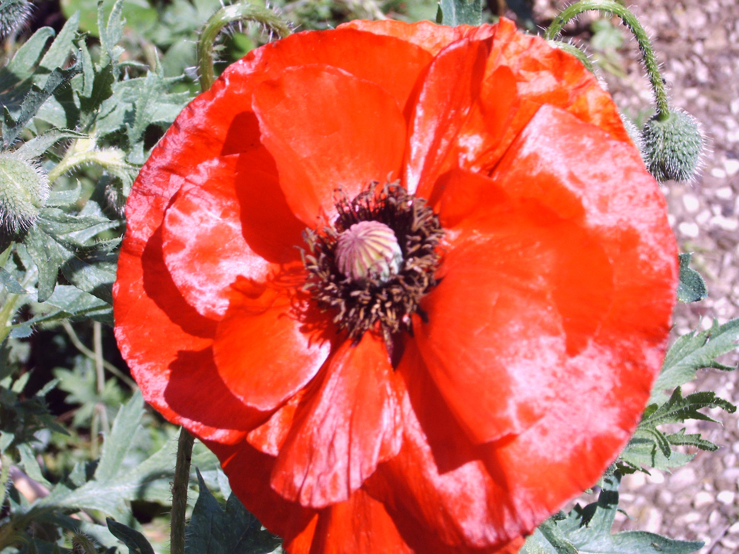 SEIDENMOHN