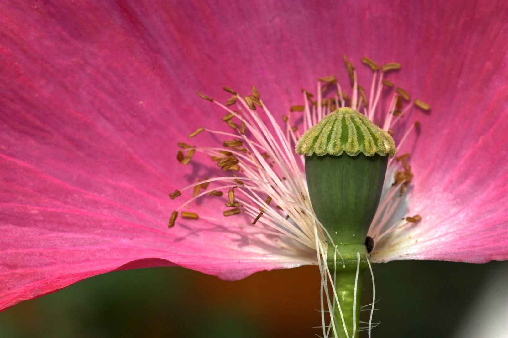 Seidenmohn