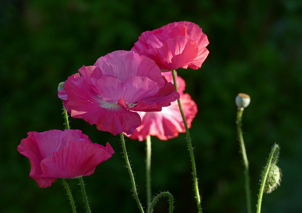 Seidenmohn