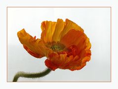 Seidenmohn