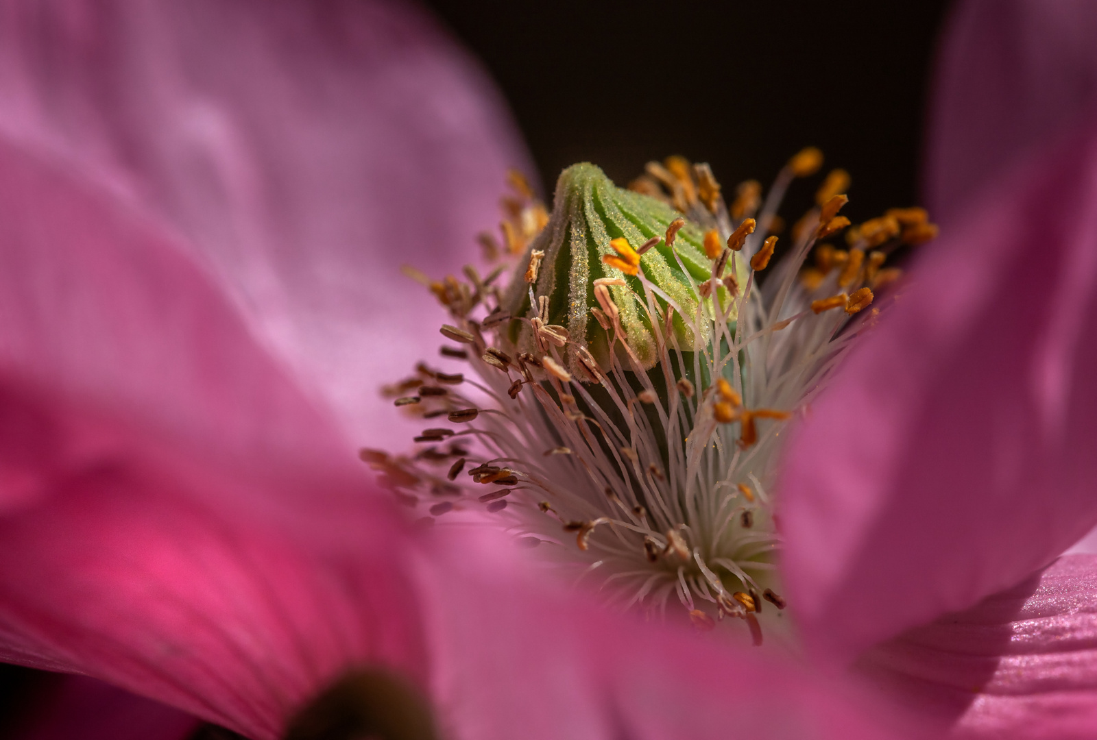 Seidenmohn