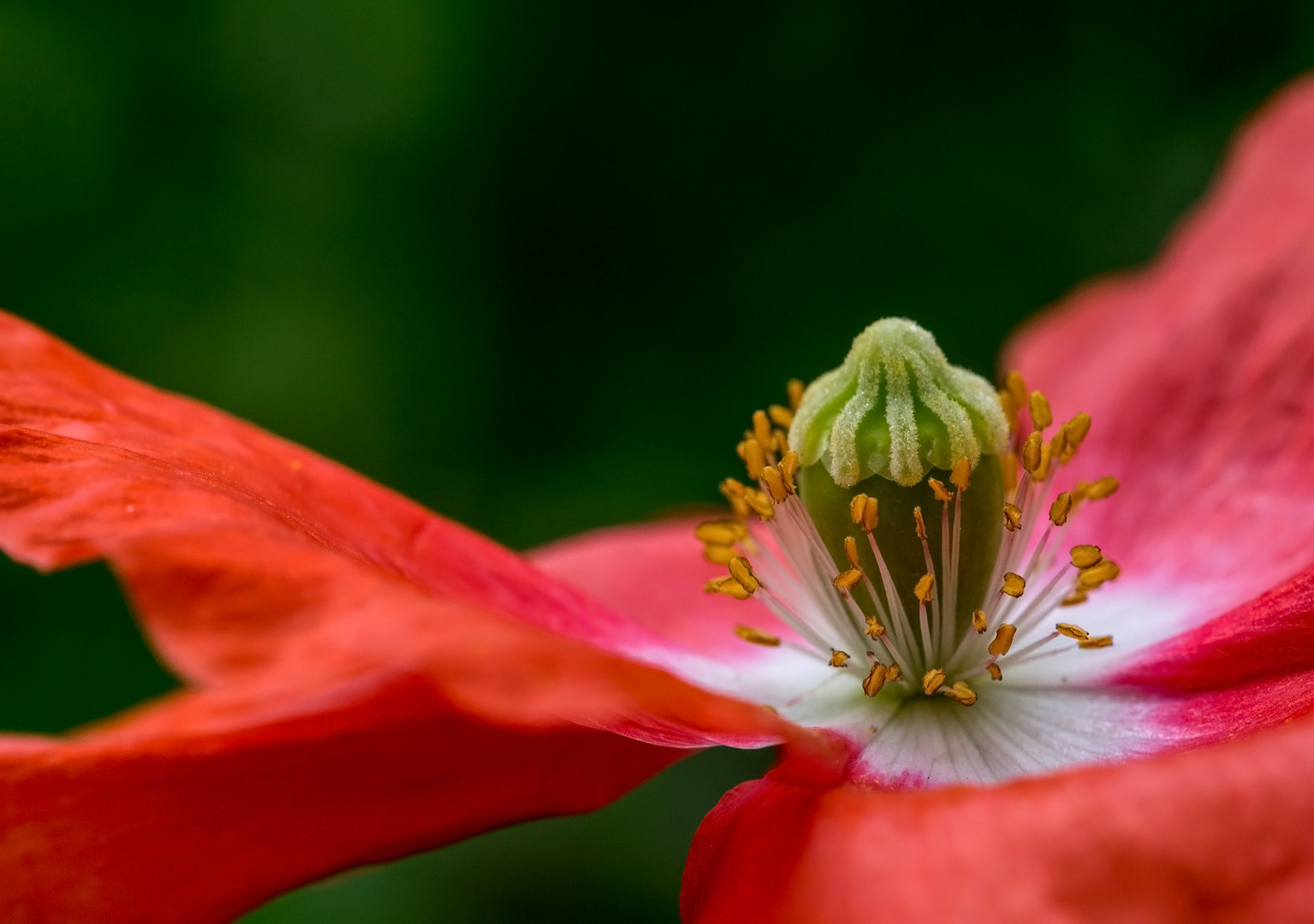 Seidenmohn