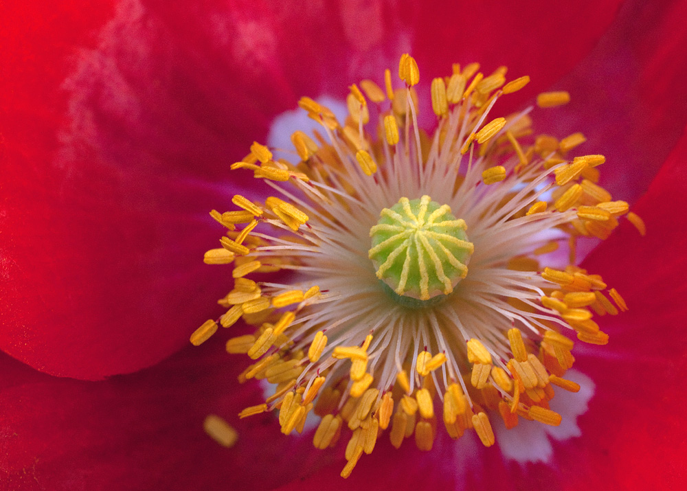 Seidenmohn