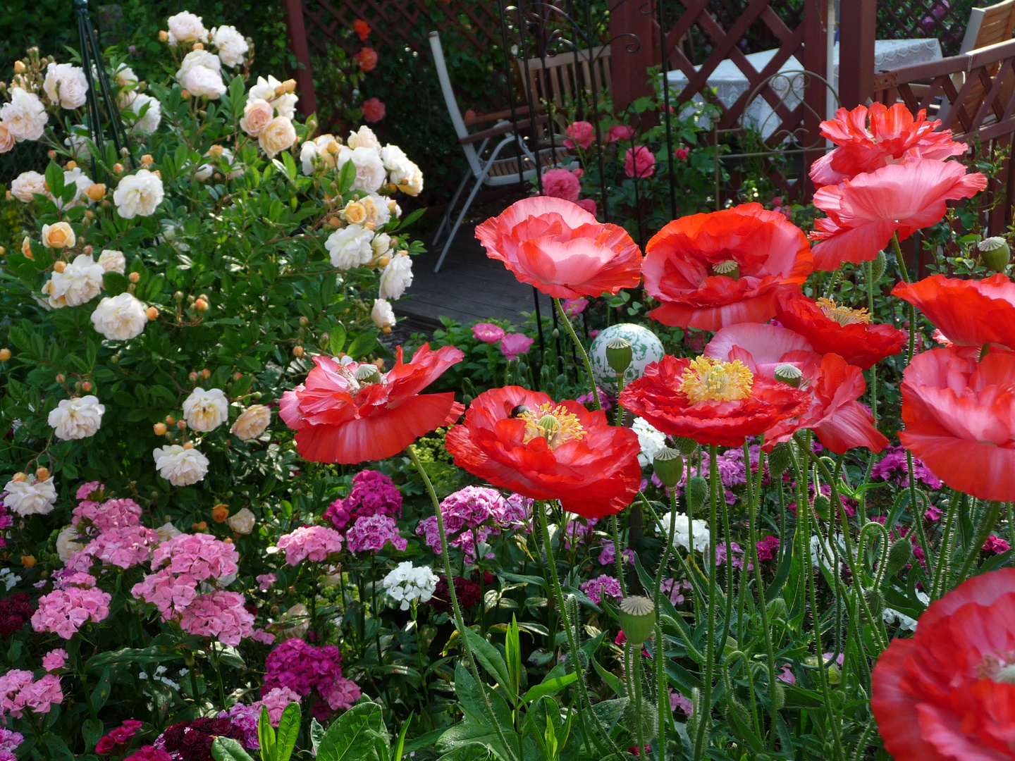 Seidenmohn, Karthäusernelken, Rose Gishlaine de Feligonde am Sitzplatz