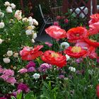 Seidenmohn, Karthäusernelken, Rose Gishlaine de Feligonde am Sitzplatz