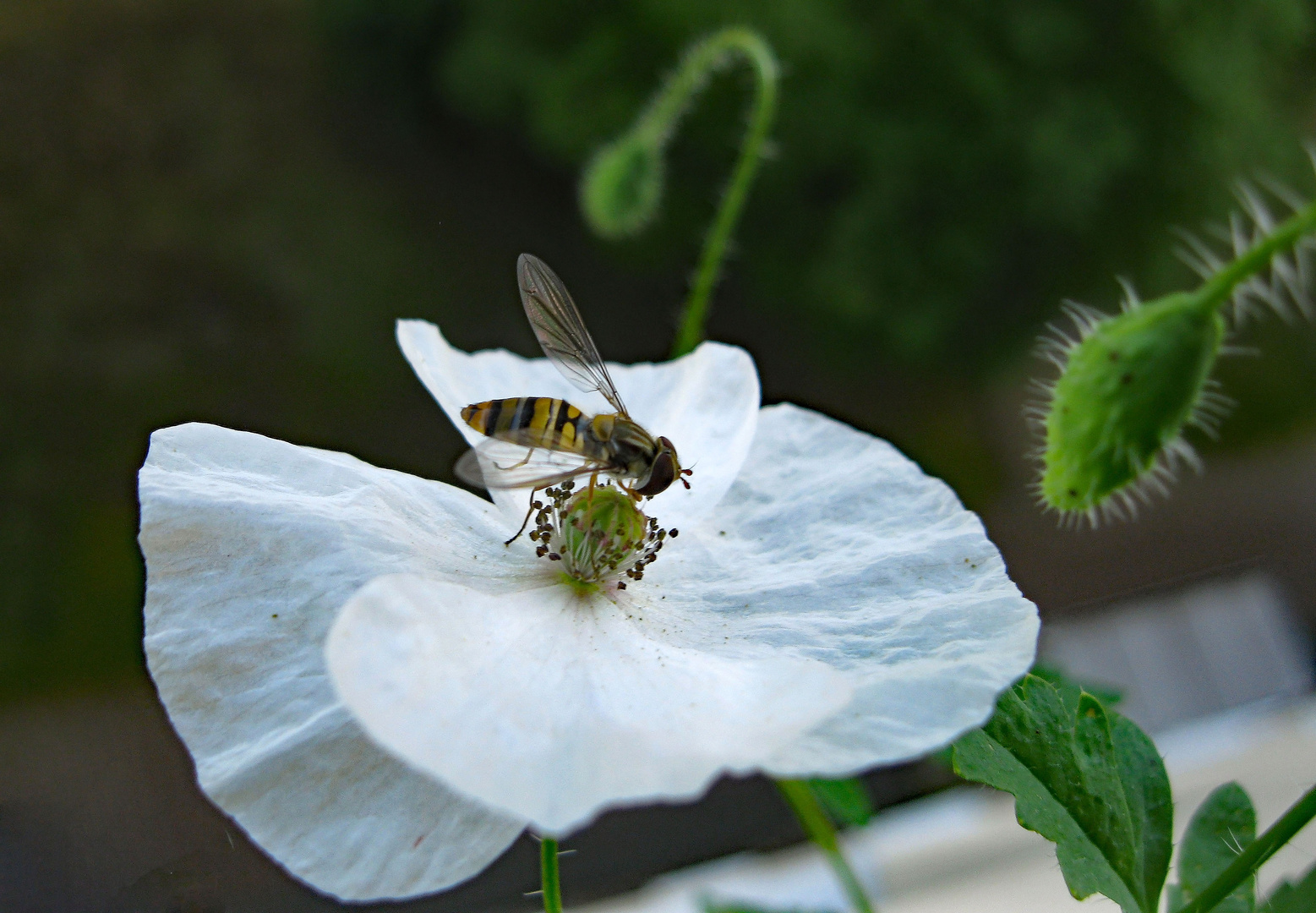 Seidenmohn und ein Besucher