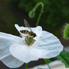 Seidenmohn und ein Besucher