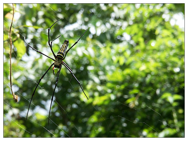 Seidennetzspinne - Luang Prabang, Laos