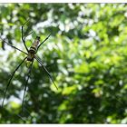 Seidennetzspinne - Luang Prabang, Laos