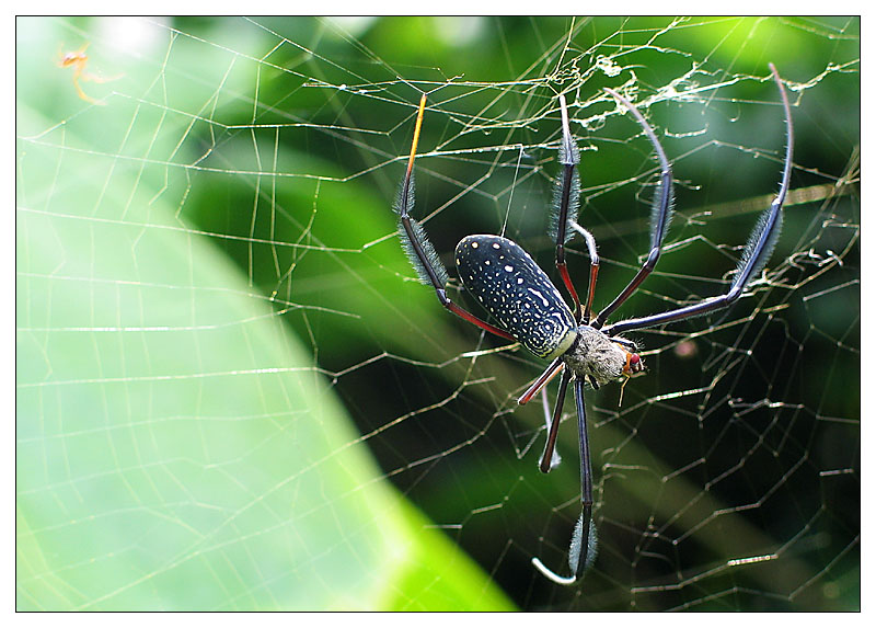 Seidennetzspinne mit Fang - São Tomé e Príncipe